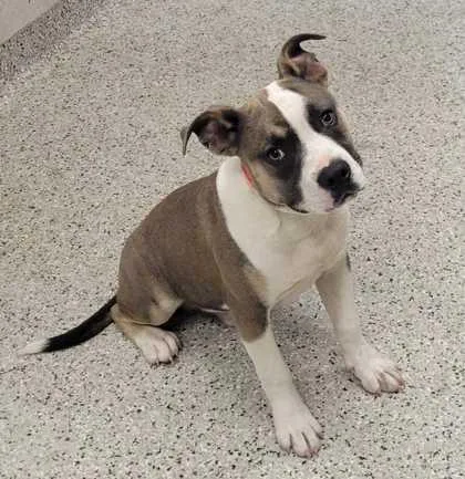 A young medium-sized male Brown / Chocolate Pit Bull Terrier dog named Kenobi for adoption in Kansas City, MO