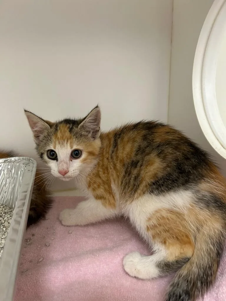 A baby large-sized female Domestic Short Hair cat named Blossom for adoption in Oxford, NC