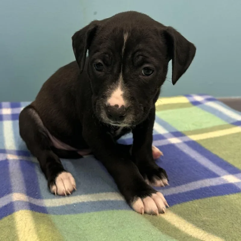 Charliemissy thumbnail 2