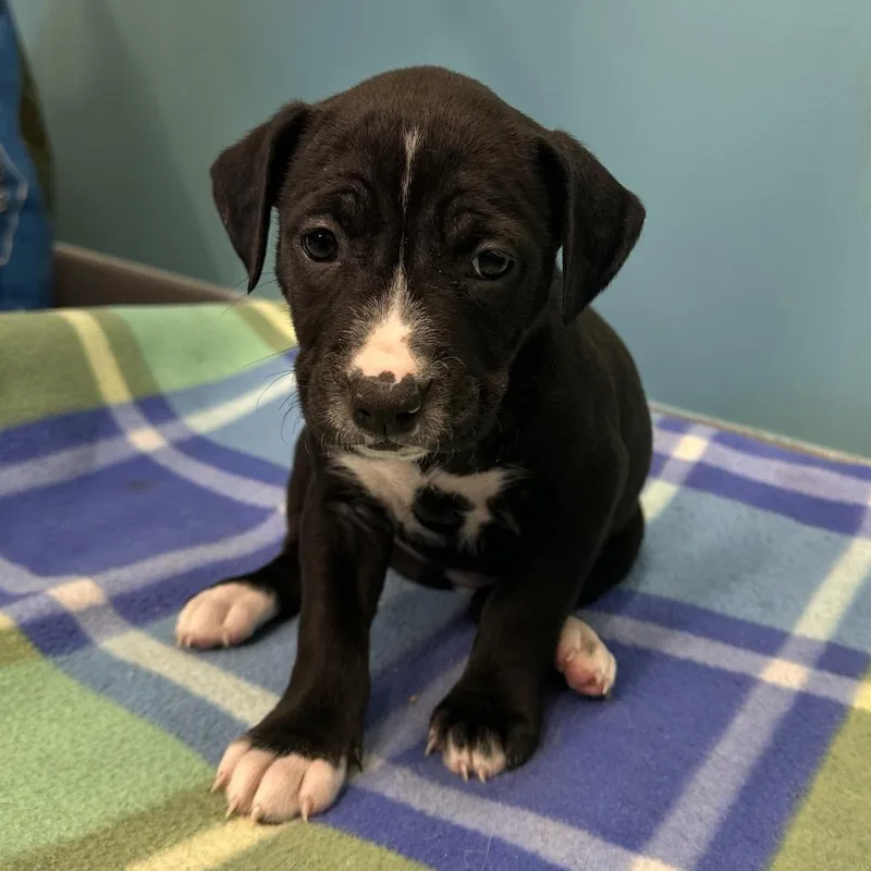 Charliemissy thumbnail 3