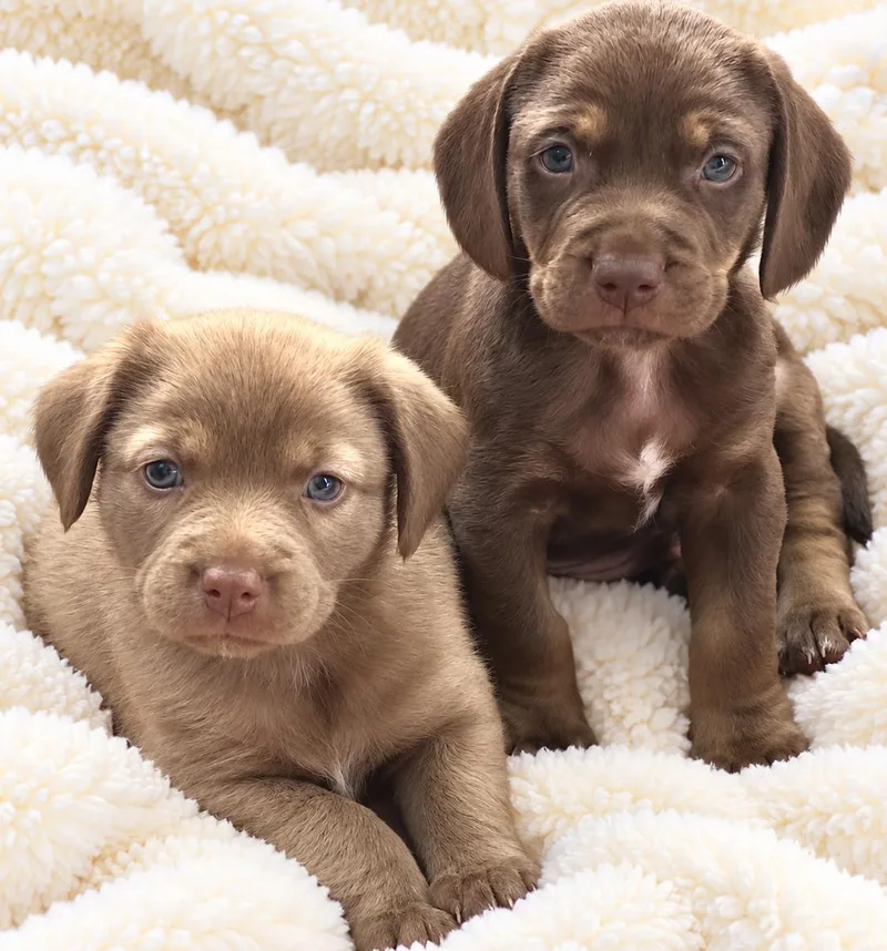 A baby medium-sized female Brown / Chocolate Chocolate Labrador Retriever dog named Lainey for adoption in Lake Geneva, WI