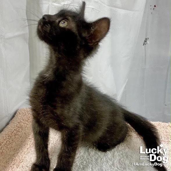 A baby medium-sized female Black Domestic Short Hair cat named Whisper for adoption in Washington, DC
