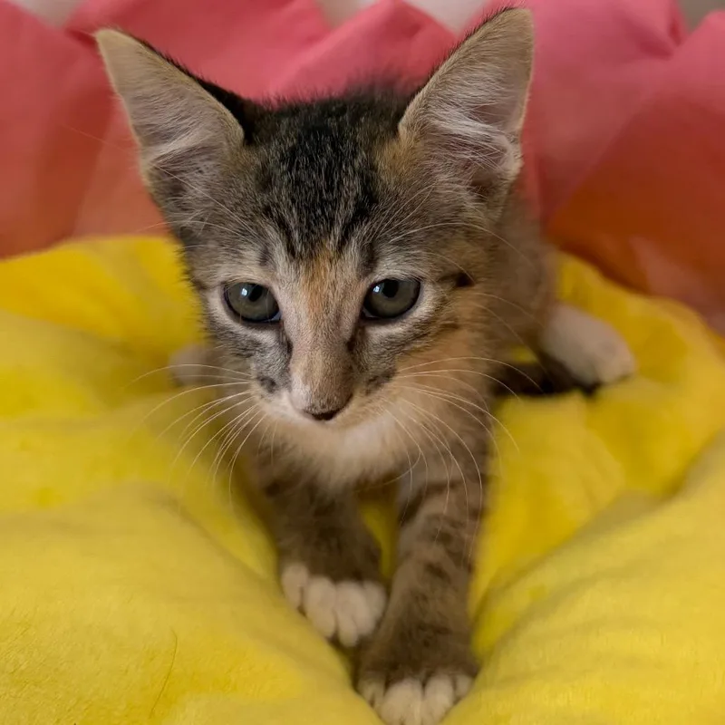 A baby small-sized female Black Domestic Short Hair cat named Aspen for adoption in Floresville, TX