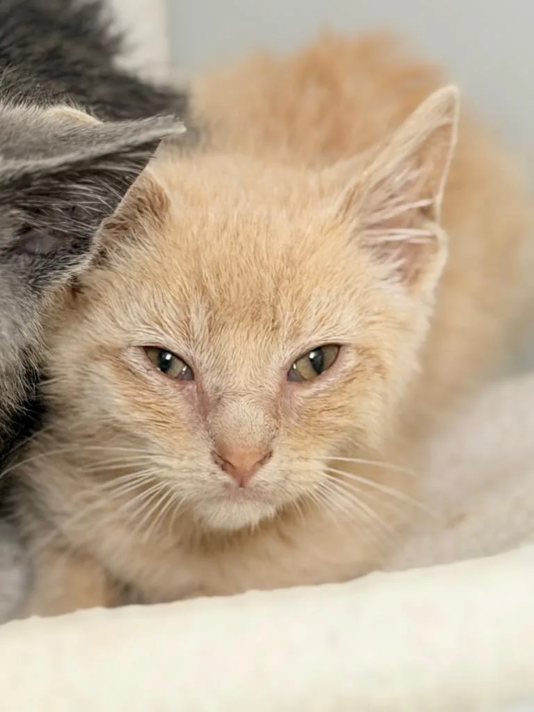 A baby medium-sized male Domestic Short Hair cat named License for adoption in Menomonie, WI