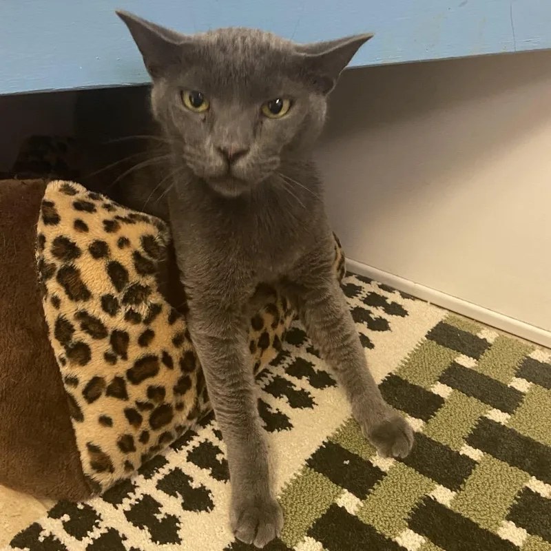 An adult large-sized male Gray / Blue / Silver Domestic Short Hair cat named Otis for adoption in Monroe, LA