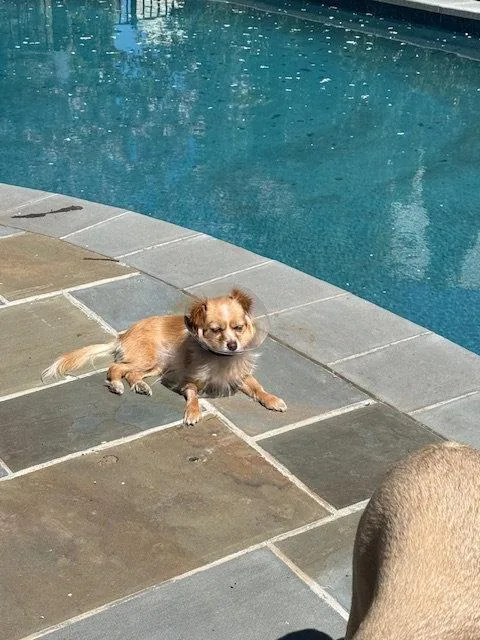 An adult medium-sized female Papillon dog named Moinca for adoption in Herndon, VA