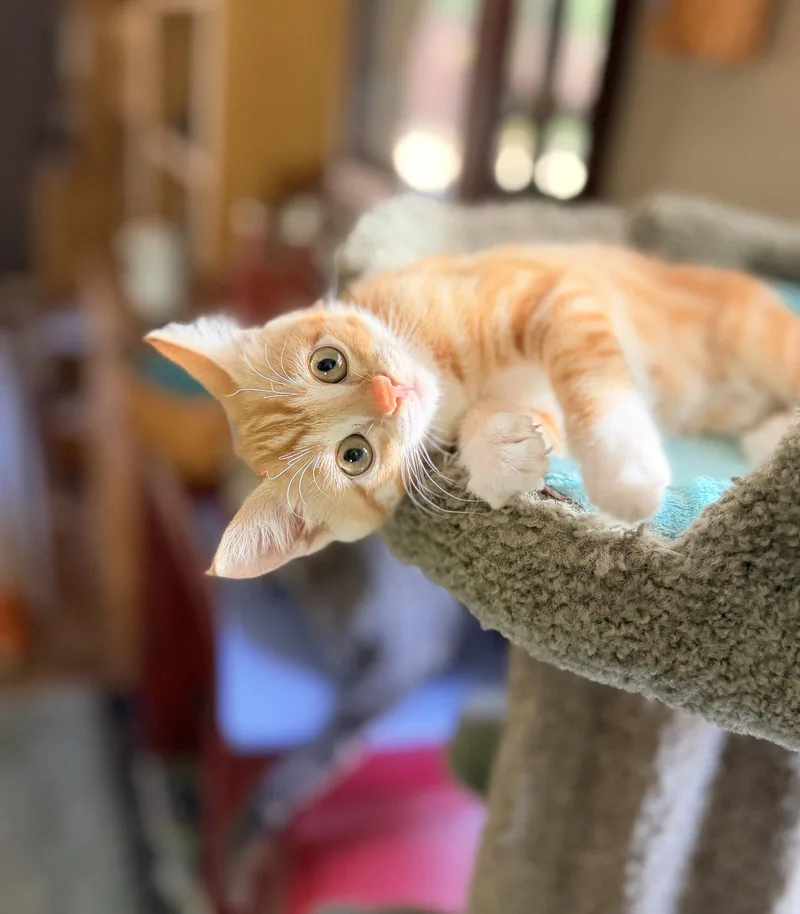 A young medium-sized female Orange & White Domestic Short Hair cat named Poppy for adoption in Davis, CA