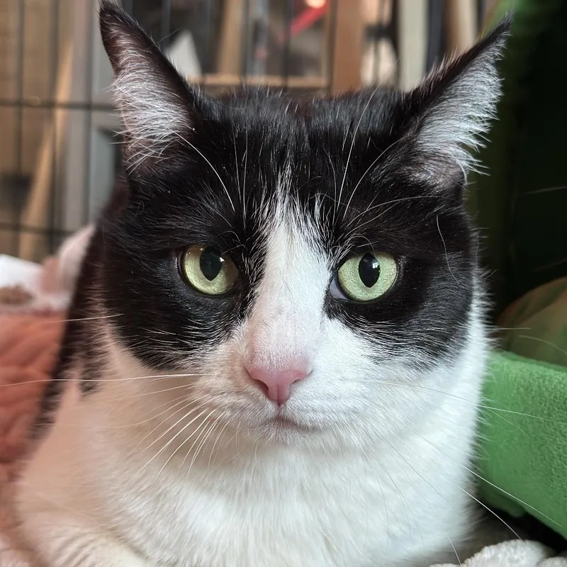 An adult large-sized female Black Domestic Short Hair cat named Lilo for adoption in Matteson, IL