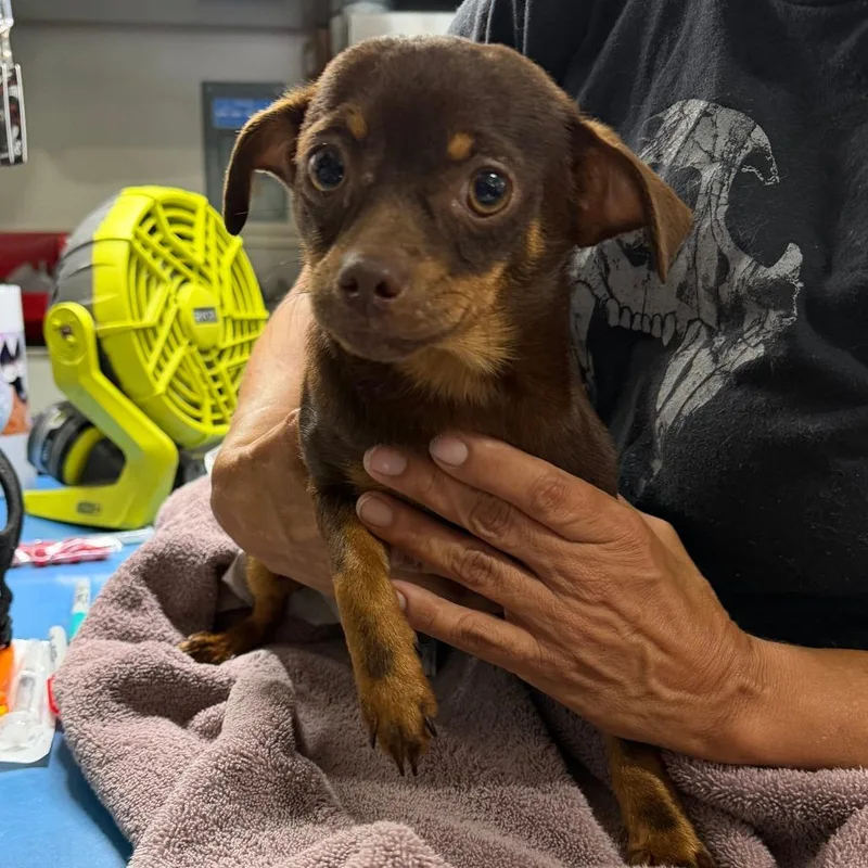 An adult small-sized female Brown / Chocolate Dachshund dog named Brown Stray for adoption in North Port, FL