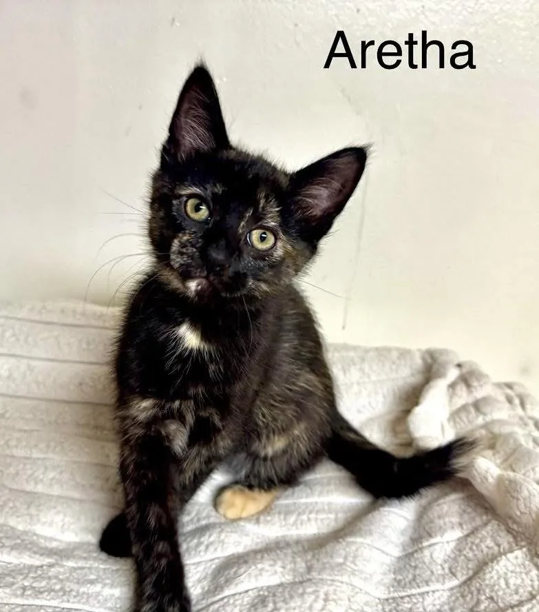A baby medium-sized female Tortoiseshell Domestic Short Hair cat named Aretha for adoption in Breinigsville, PA