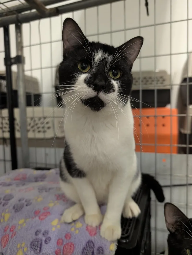 An adult medium-sized male Black Domestic Short Hair cat named Rock for adoption in Columbus, OH