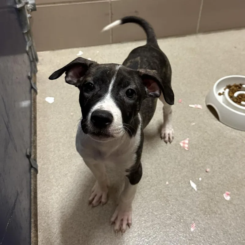 A baby small-sized female Brindle Mixed Breed dog named Gamma for adoption in Waukesha, WI