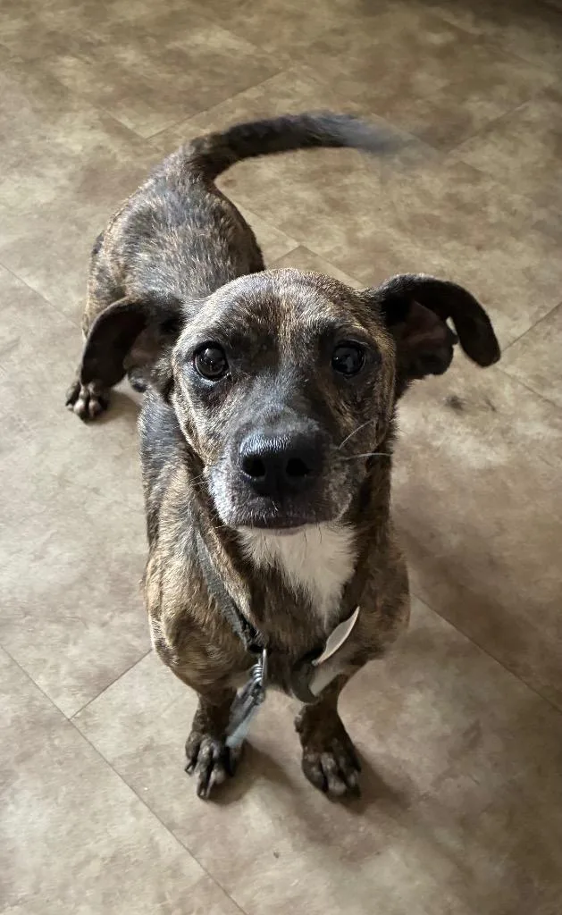 An adult medium-sized male Terrier dog named Buddy for adoption in Springfield, OH