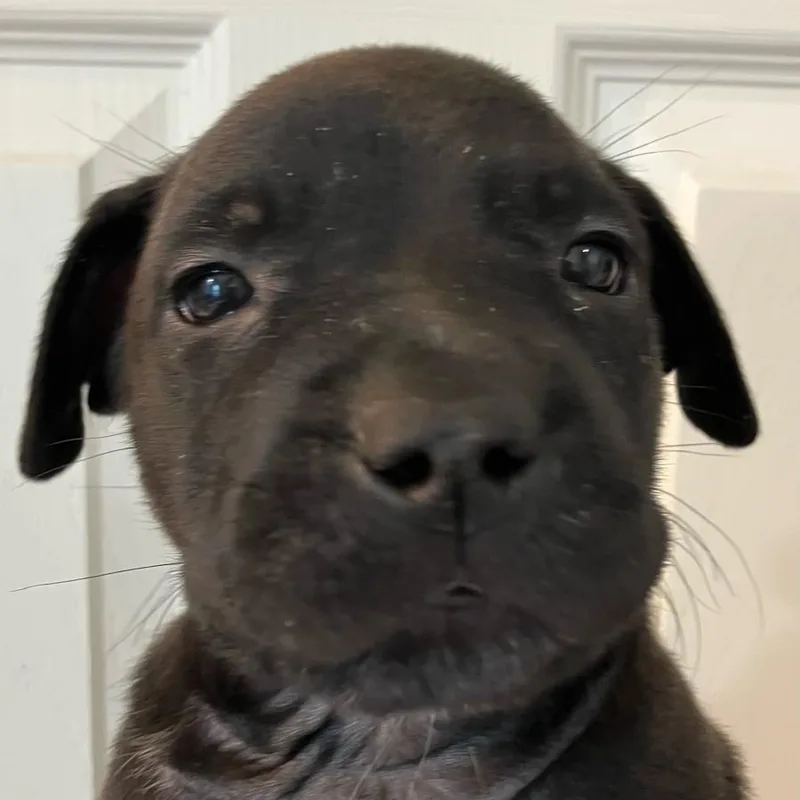 A baby large-sized male Black American Staffordshire Terrier dog named Salem for adoption in Martinez, CA