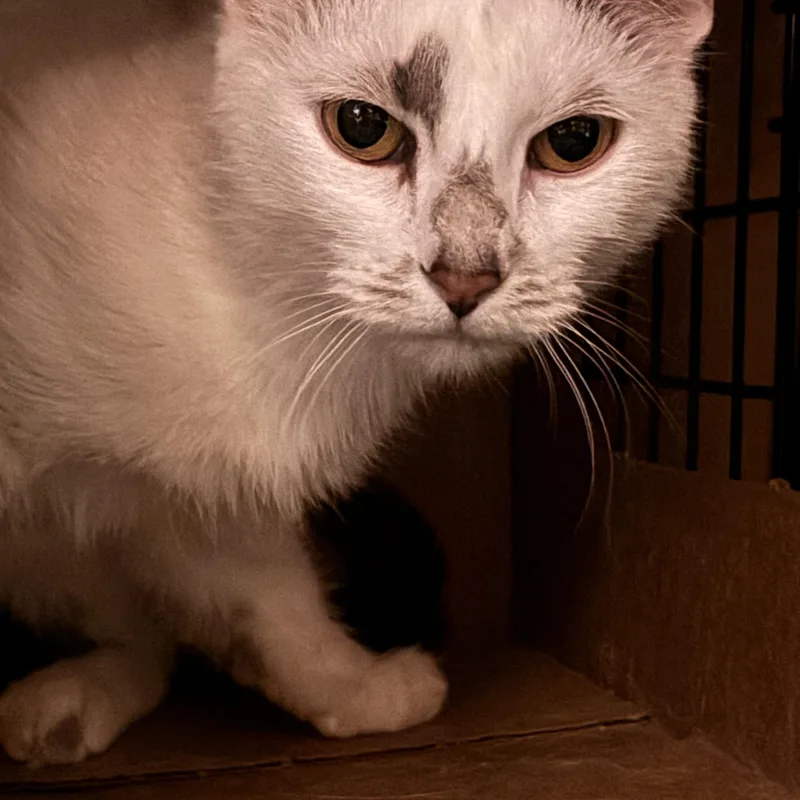 An adult medium-sized female Gray & White Domestic Short Hair cat named Ryan for adoption in Pittsburgh, PA