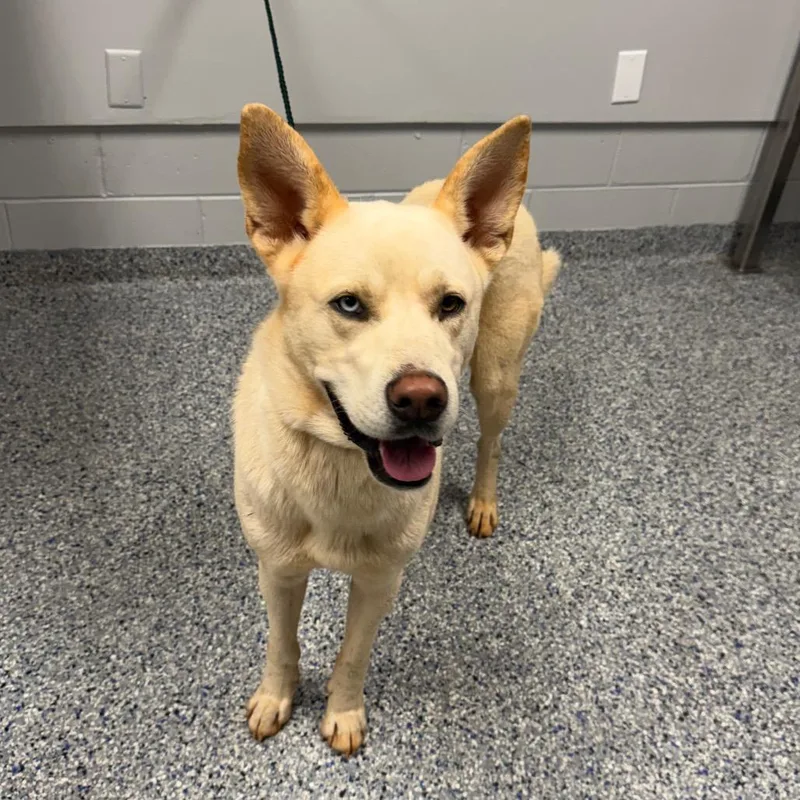 An adult medium-sized male White / Cream Mixed Breed dog named Clayton for adoption in Greenville, SC