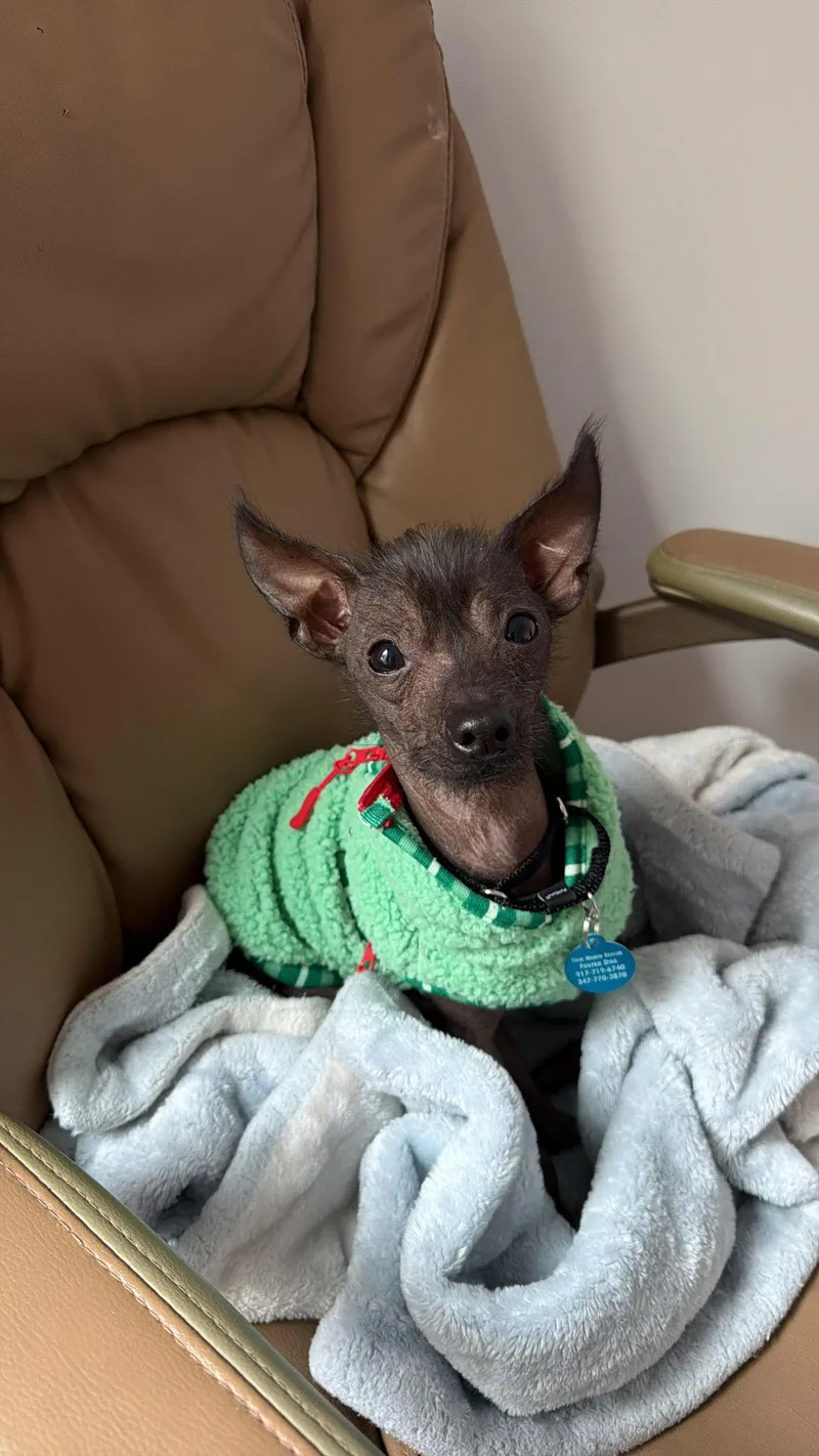An adult small-sized male Xoloitzcuintli / Mexican Hairless dog named Gremlin for adoption in Brooklyn, NY