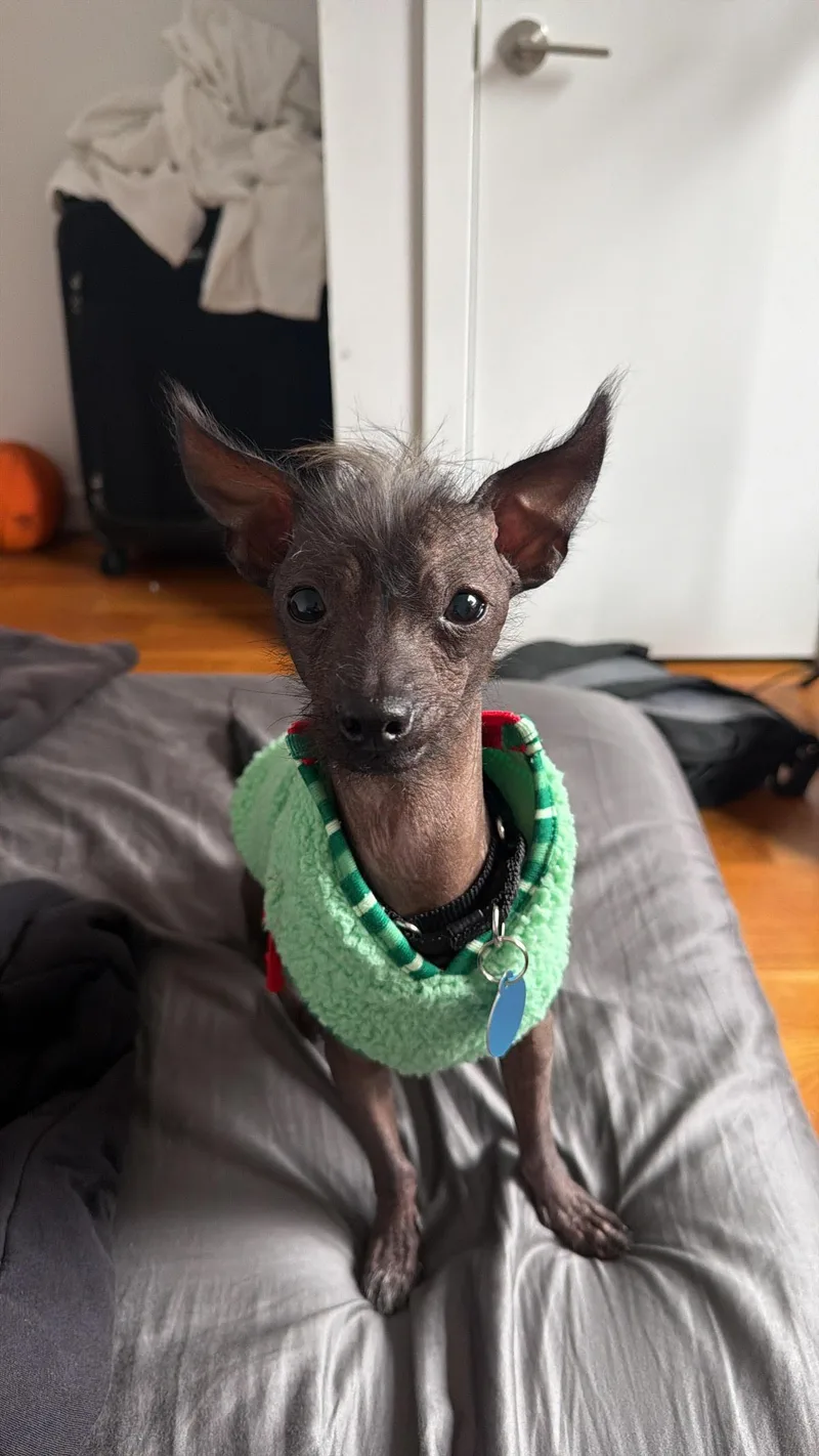 Gremlin thumbnail 2