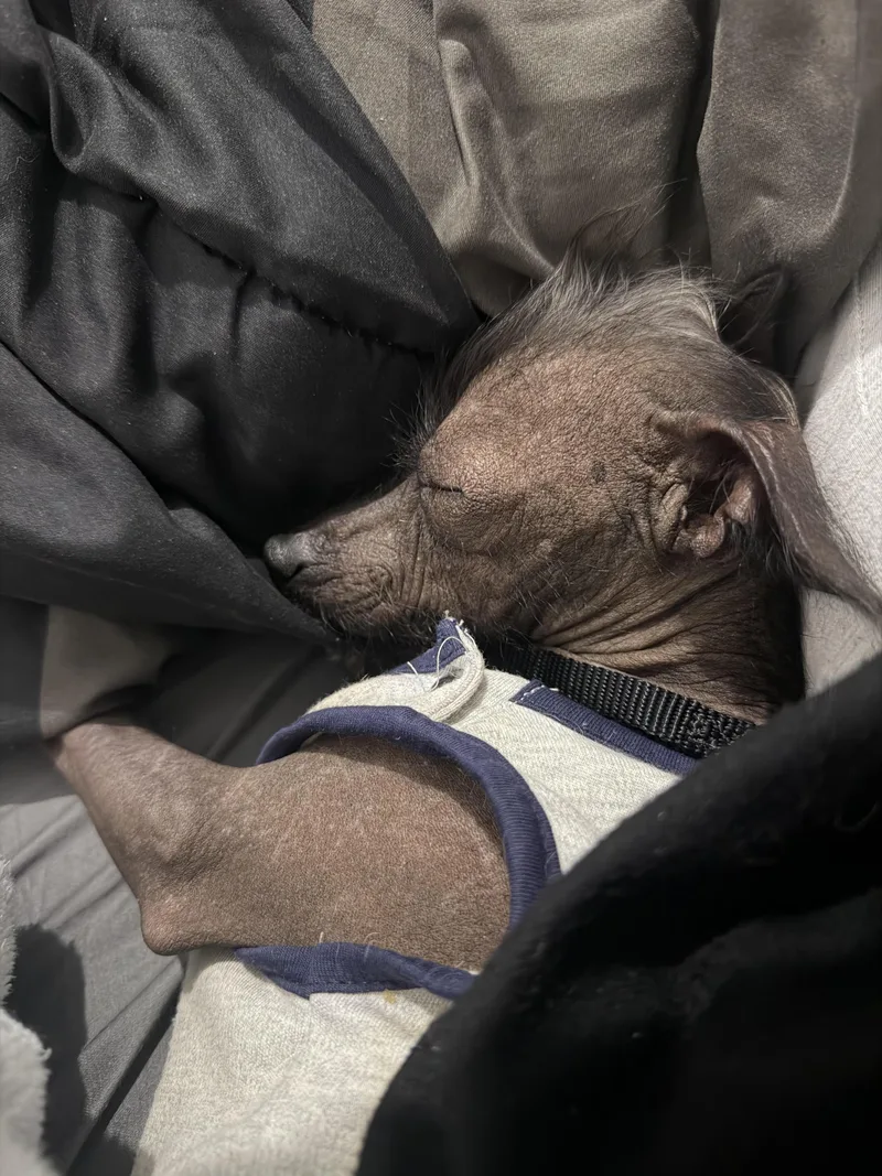 Gremlin thumbnail 6