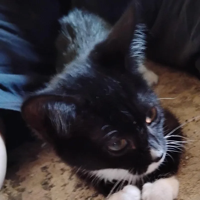 A baby small-sized male Black Domestic Short Hair cat named Speck for adoption in Grantsville, UT