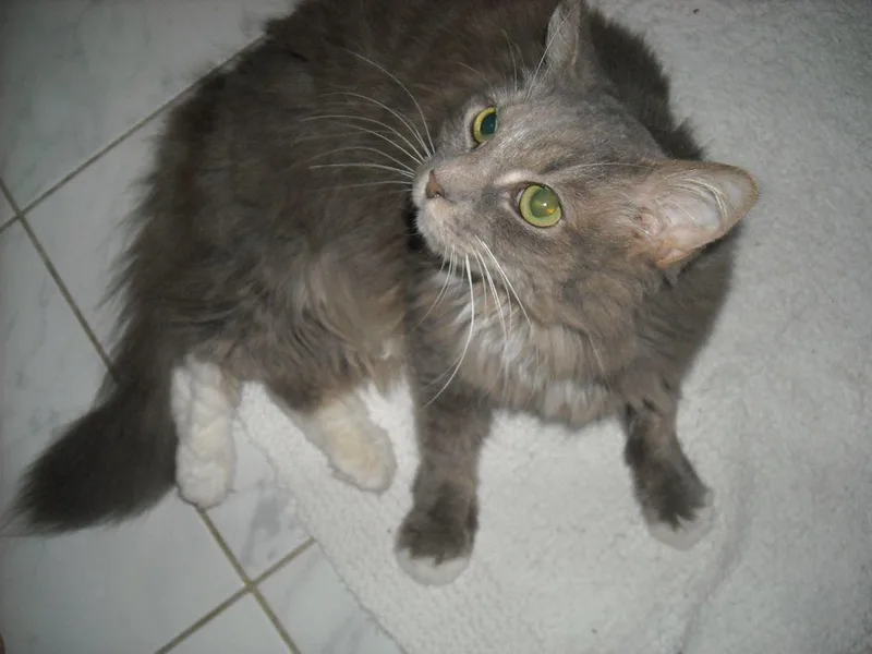 Snuggle Muffin Lap Lover thumbnail 2