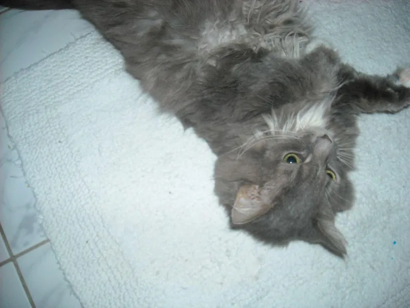 Snuggle Muffin Lap Lover thumbnail 3