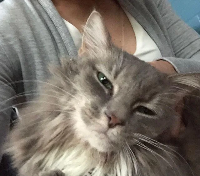 Snuggle Muffin Lap Lover thumbnail 4