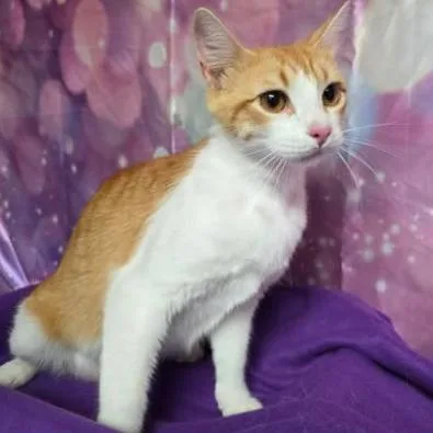 A young medium-sized female Orange / Red Domestic Short Hair cat named Sahara for adoption in Fort Collins, CO