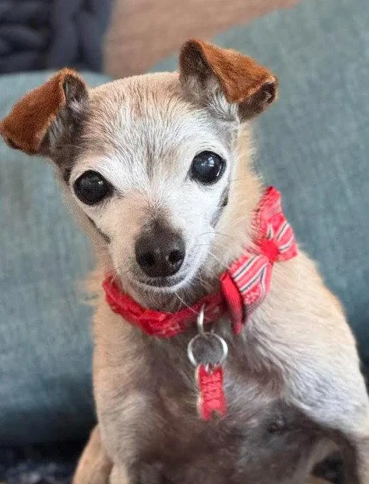 Nadette