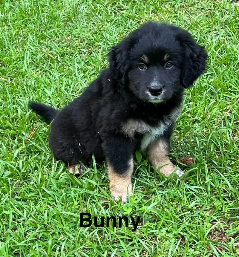 Bunny