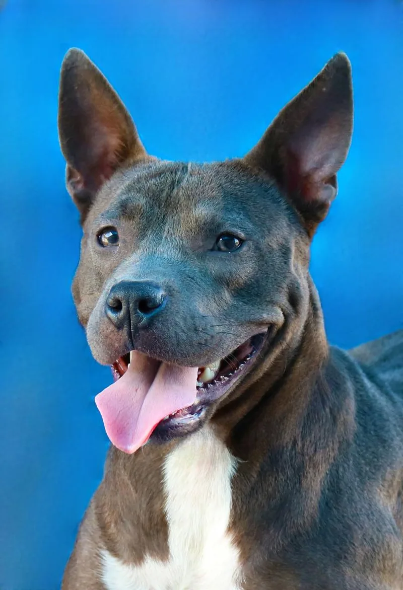 A baby medium-sized female Pit Bull Terrier dog named Ramona for adoption in Pasadena, CA