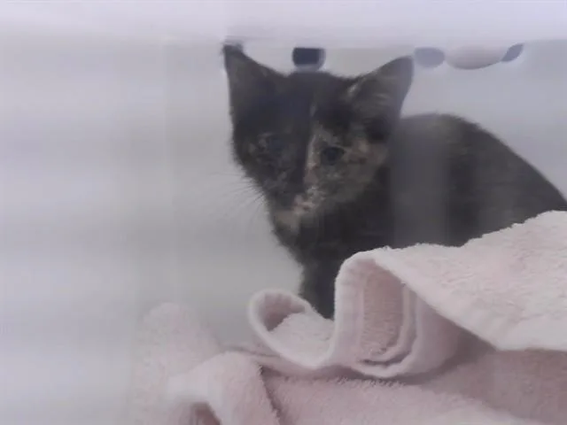 A baby small-sized female Domestic Short Hair cat named Ennis for adoption in Omaha, NE