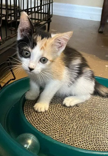 A baby medium-sized female Calico cat named Pixie for adoption in Orlando, FL