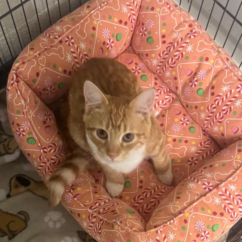 A baby medium-sized male Domestic Short Hair cat named Puddleglum for adoption in Easton, PA