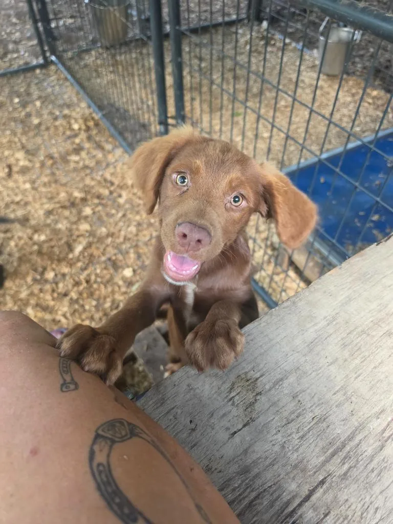 A baby medium-sized male Boykin Spaniel dog named Simon for adoption in Waynesville, GA