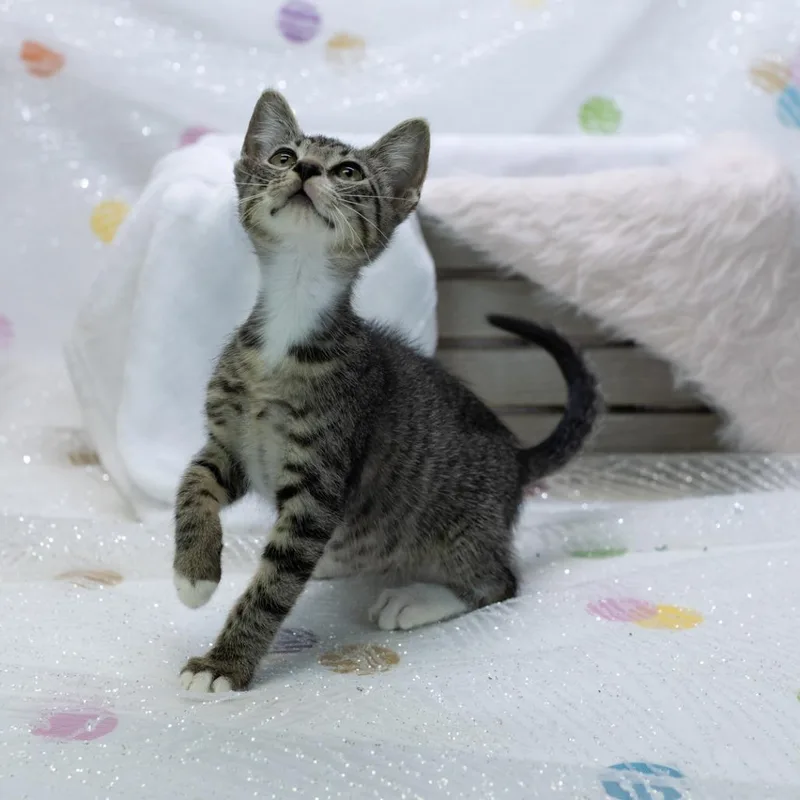 A baby small-sized female Brown / Chocolate Domestic Short Hair cat named SoecaC for adoption in East Saint Louis, IL