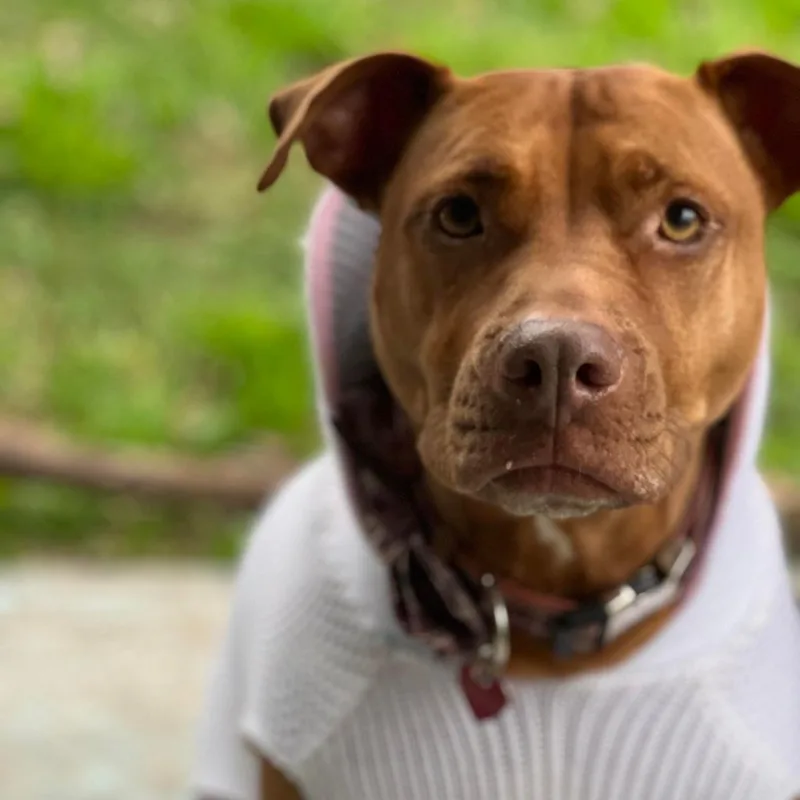 Sahara Desert Queen thumbnail 3