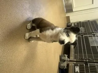 A baby small-sized female Australian Shepherd dog named Liberty for adoption in Norco, CA
