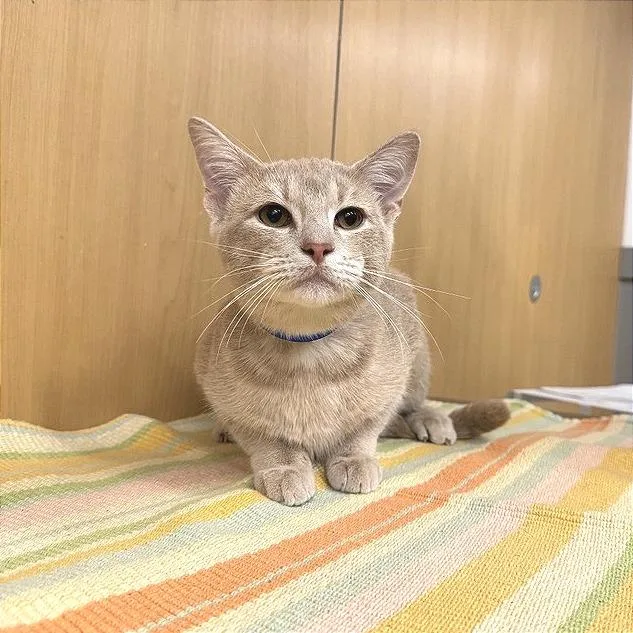 A young medium-sized male Buff / Tan / Fawn Domestic Short Hair cat named Kermit for adoption in Saint Louis, MO