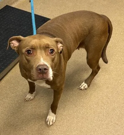 An adult large-sized female Mixed Breed dog named Elaine for adoption in Chamblee, GA