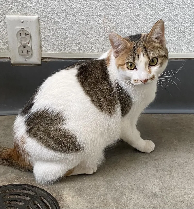 An adult medium-sized female Domestic Short Hair cat named Pebbles for adoption in Elizabethtown, NY