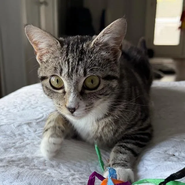 A young medium-sized female Brown / Chocolate Domestic Short Hair cat named Babycat Purrmachine for adoption in Gibsonia, PA