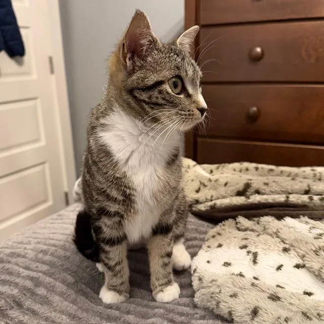 Babycat Purrmachine thumbnail 2