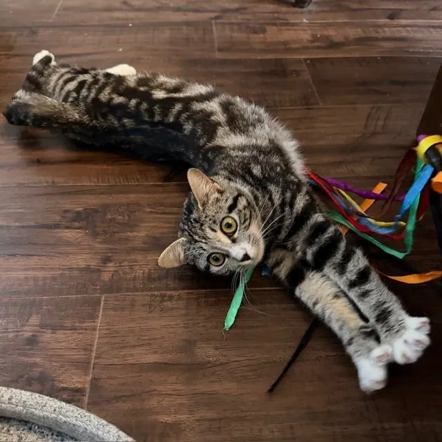 Babycat Purrmachine thumbnail 3