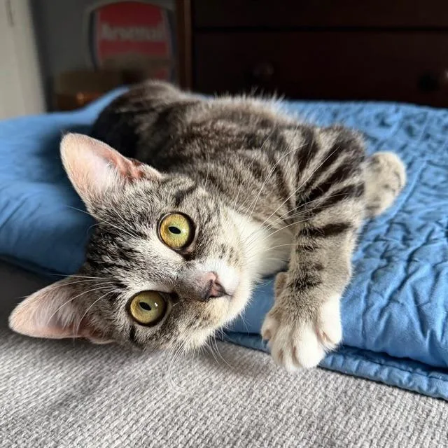 Babycat Purrmachine thumbnail 4