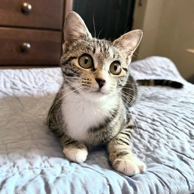 Babycat Purrmachine thumbnail 5