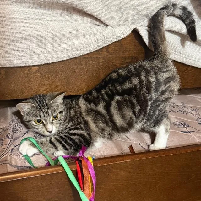 Babycat Purrmachine thumbnail 6