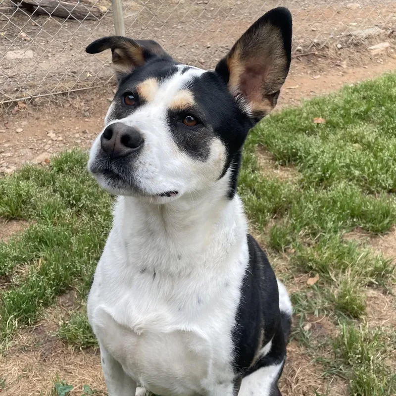 An adult large-sized female Tricolor (Brown, Black, & White) Australian Cattle Dog / Blue Heeler dog named Layla for adoption in Sautee Nacoochee, GA
