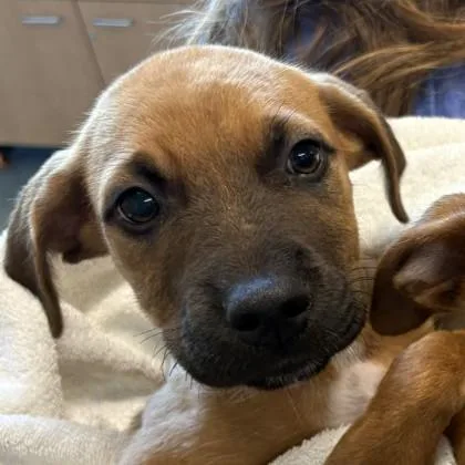 A baby small-sized male Black Mouth Cur dog named Murphy for adoption in Voorhees, NJ