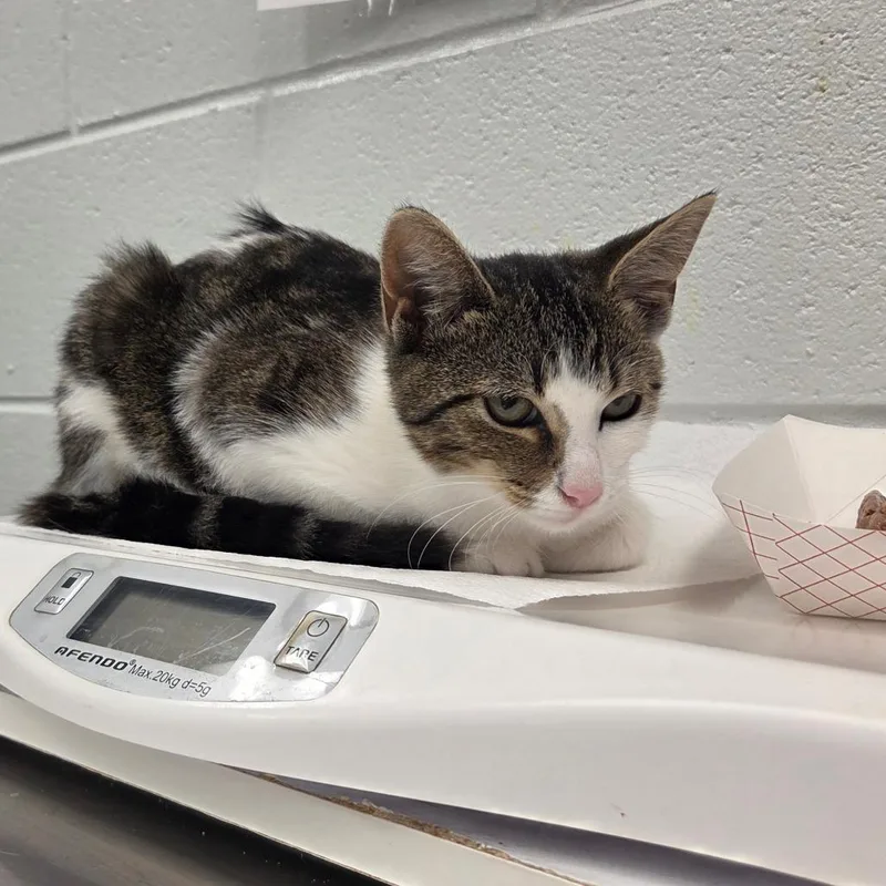 A baby small-sized female Brown / Chocolate Domestic Short Hair cat named Kerrigan for adoption in Chattanooga, TN